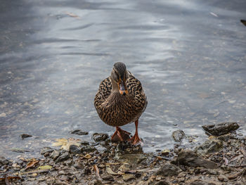 High angle view of mallard duck on lakeshore