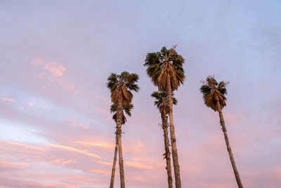 Low angle view of coconut palm tree against sky