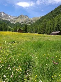 Scenic view of field and mountains against sky
