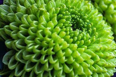 Full frame shot of green plant