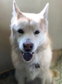 Close-up portrait of dog