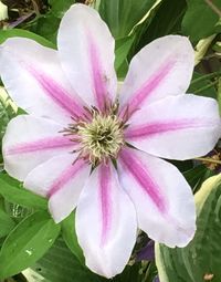 Close-up of pink flower