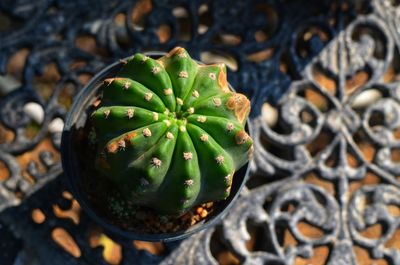 High angle view of succulent plant