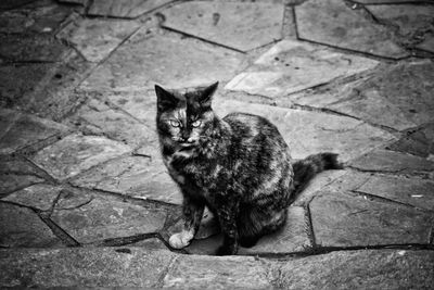 Portrait of cat on cobblestone