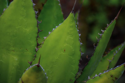 Close-up of wet succulent plant