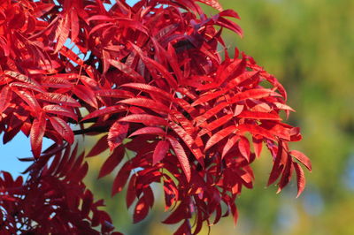 Close-up of red maple leaves on tree