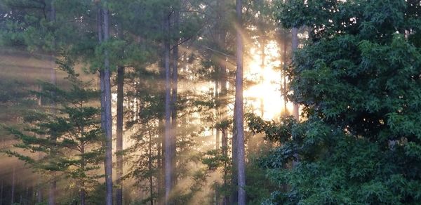 Sunlight streaming through trees in forest