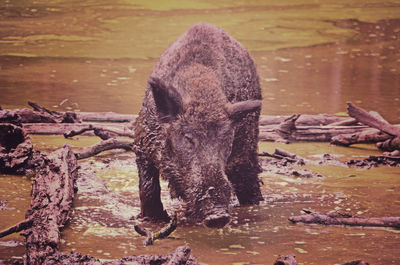 Close-up of wild boar in the mud 