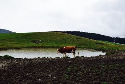 Horse grazing on field against sky