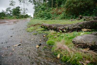 Close-up of logs in forest