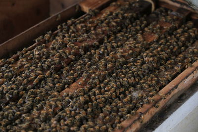 Close-up of bee on bread