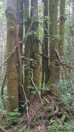 Trees growing in forest