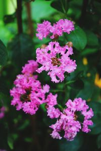 Close-up of pink flowers blooming outdoors