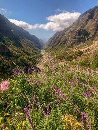 Scenic view of flowering plants and mountains against sky