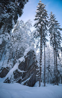 Snow covered land and trees against mountain