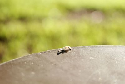 Close-up of insect on leaf