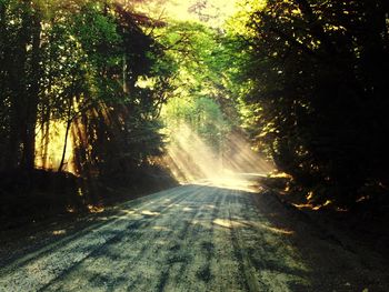 Road passing through forest