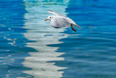 Seagull flying over sea