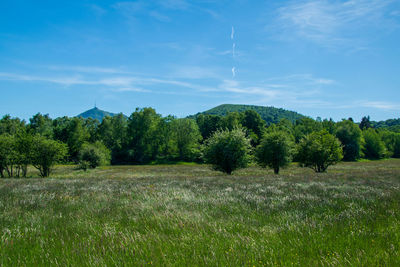 Trees on field against sky