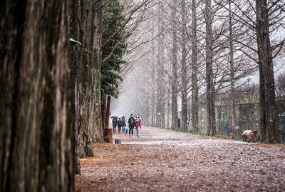 Footpath amidst trees during winter