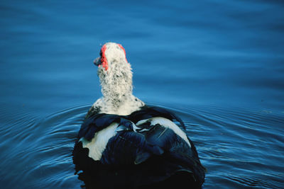 Close-up of duck swimming in lake