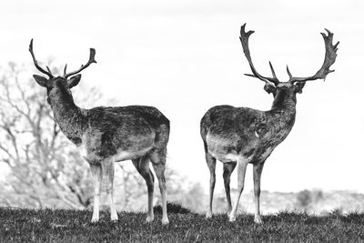 Deer standing on field