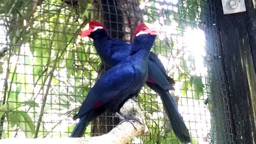 Low angle view of parrot perching on tree