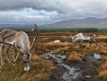 Sheep grazing on field by lake against sky