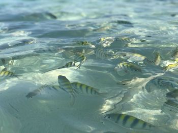 High angle view of fish in sea at cayo santa maria cuba