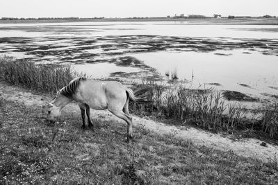 Horse standing in a field