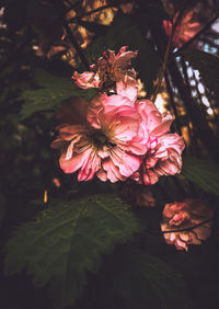 Close-up of pink flowering plant