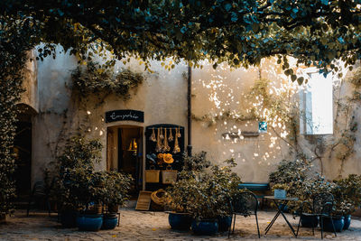 Potted plants on table by building