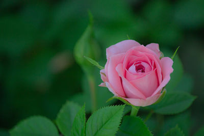 Close up of pink rose is blooming in garden.