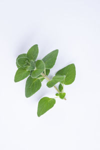 Close-up of green leaves on white background