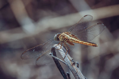 Close-up of dragonfly on twig