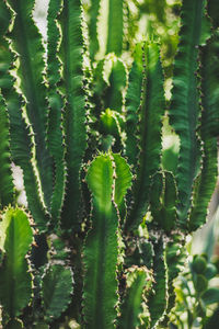 Close-up of succulent plant