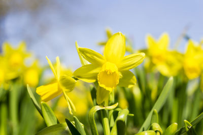 Close-up of yellow flowers blooming outdoors