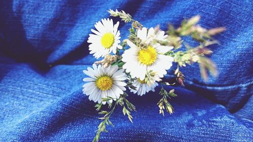 Close-up of white daisy flowers