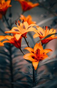 Close-up of orange flowers blooming outdoors