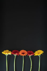 Close-up of daisy flowers against black background