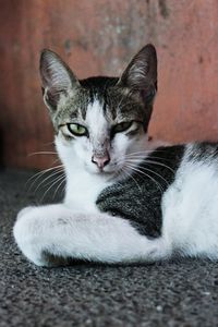 Close-up portrait of cat