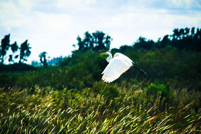 Gray heron on grassy field