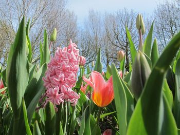 Close-up of flowers blooming on field