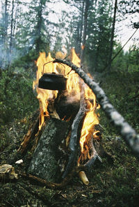 Bonfire at forest