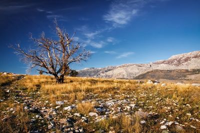 Lone tree on field against blue sky