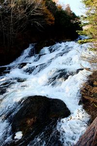 High angle view of waterfall in forest