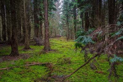 Trees in forest