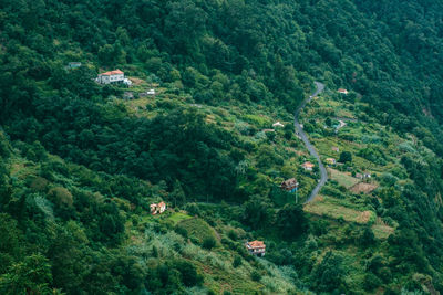 High angle view of trees and plants in forest