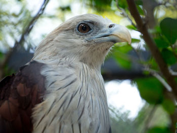 Close-up of eagle against blurred background
