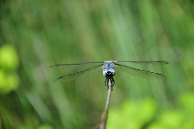 Close-up of dragonfly